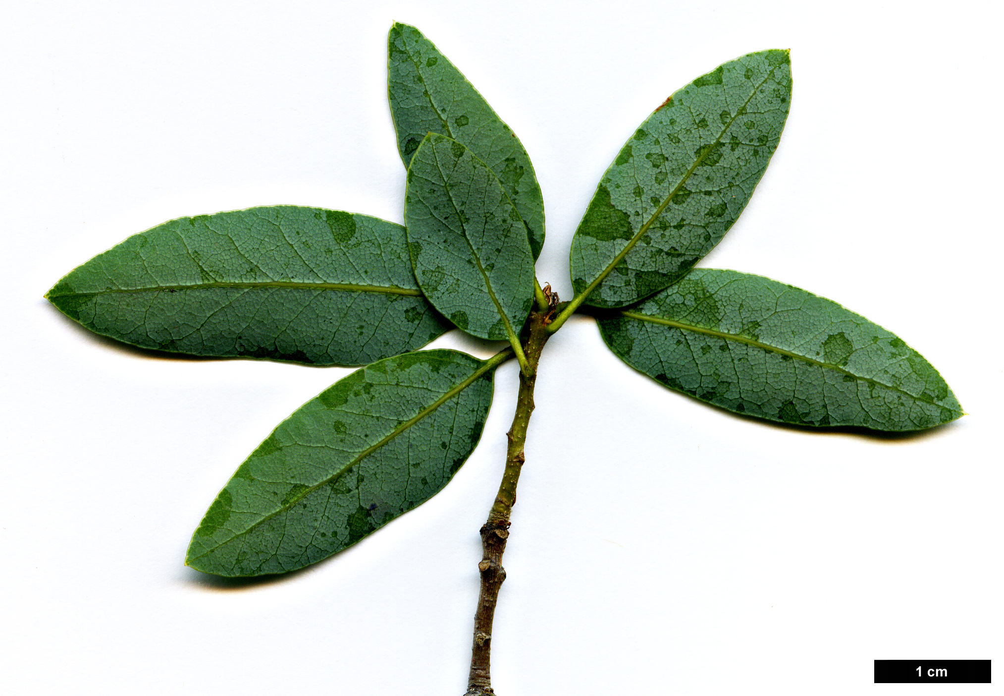 High resolution image: Family: Fagaceae - Genus: Quercus - Taxon: vacciniifolia